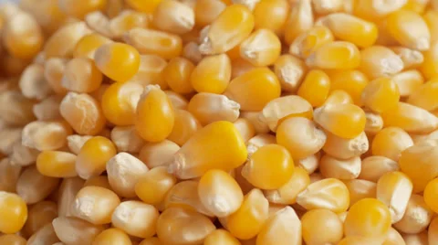 Maize, or corn, grains turning Stock Footage 33848230
