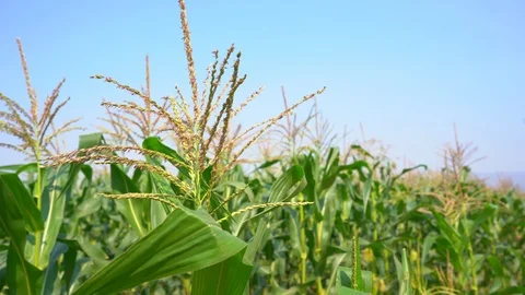 Maize or corn organic planting in cornfield.fruit of corn for harvesting on sky Video stock 123920693