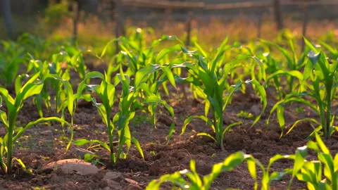 Maize or corn organic planting in cornfield. It is fruit of corn for harvestin 库存影片 146675220