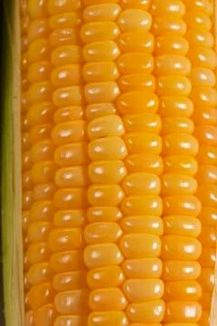 Maize Stock Photos