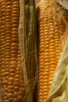 Maize Stock Photos