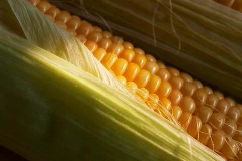 Maize Stock Photos