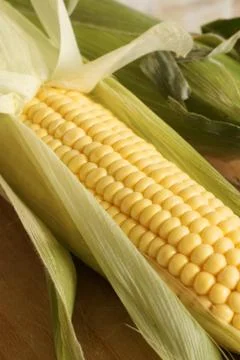 Maize Stock Photos