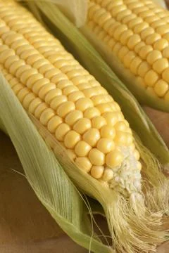 Maize Stock Photos