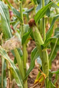 Maize Stock Photos