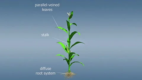 Maize plant anatomy Stock Footage 320185547