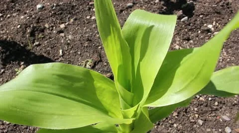 Maize plant in garden Video stock 11384667