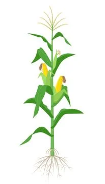 Maize plant isolated on white background with yellow corncobs, green leaves and 스톡 일러스트