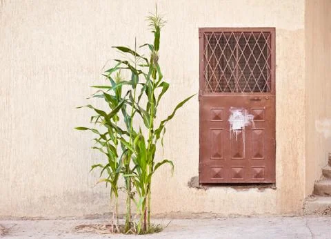 Maize plant Stock Photos