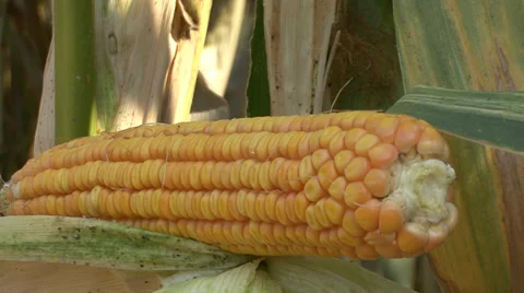 Maize plant with ripe corn cob Stock-Footage 35704326
