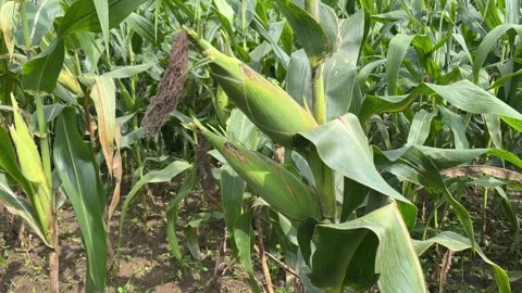 Maize Plant with Two Big Corn Cobs | Fresh Growing Corn Crop in Farmland Видео 315566735