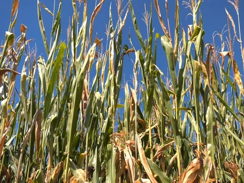 Maize plants drowned by drought Stock Footage 78867497