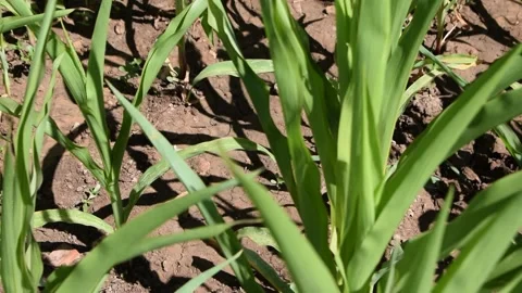 Maize plants 库存影片 133916530