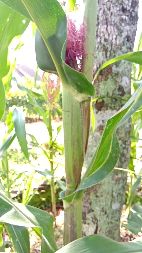 Maize Plants 库存影片 300450898