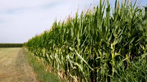 Maize plants moved by wind Stock Footage 247789478