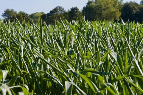 Maize plants Stock Photos