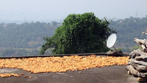 Maize on the roof Stock Footage 293060105