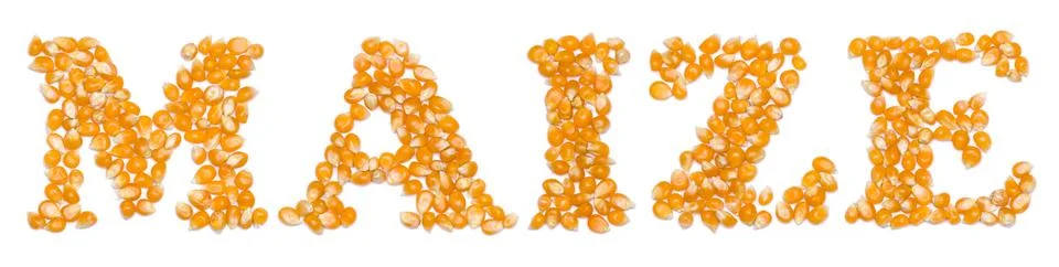 Maize script made of seeds Stock-Fotos
