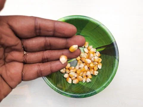 The Maize seed also called popcorn Stock-Fotos