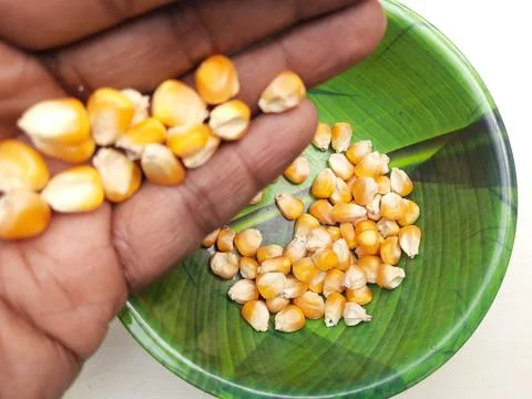 The Maize seed also called popcorn Stock Photos