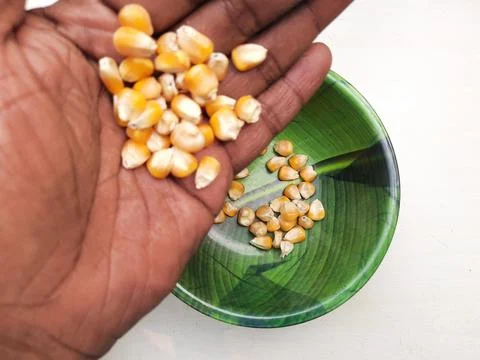 The Maize seed also called popcorn Fotos Stock