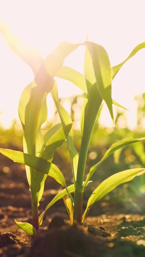 Maize seedling growing in earth corn field natural sunlight agriculture farming Stock Footage 270523782