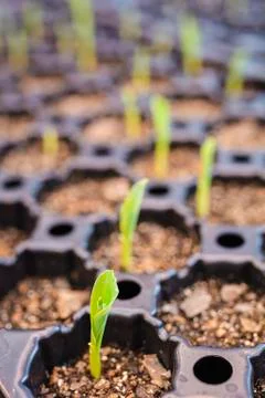 Maize seedlings in soil Stock Photos