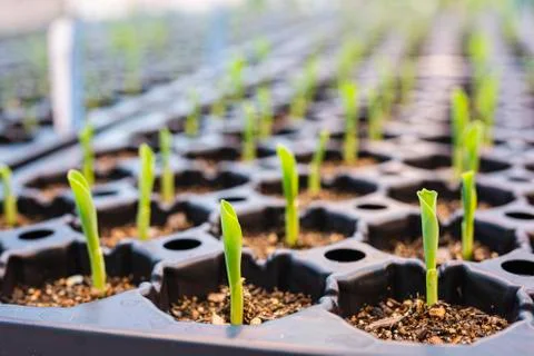 Maize seedlings in soil Stock Photos