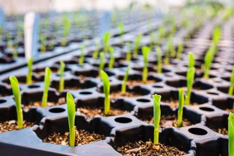 Maize seedlings in soil Stock Photos