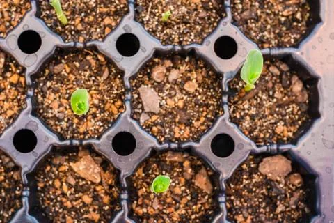 Maize seedlings in soil Stock Photos