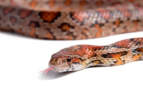 Maize snake 写真素材