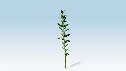 Maize stalk growing Video stock 296483590