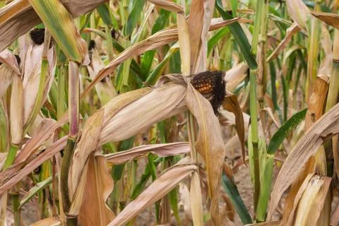 Maize on a stalk Stock Photos