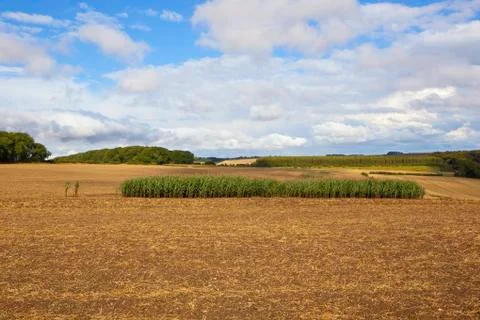 Maize strip Stock Photos