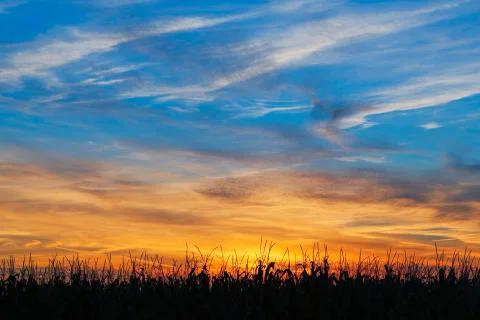 Maize at Sundown Stock Photos