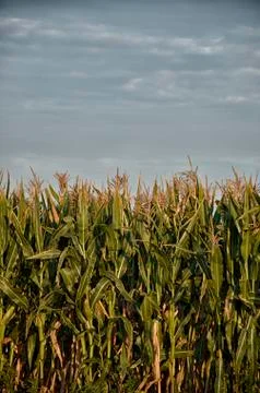 Maize in sunrise Foto stock