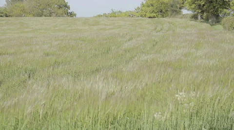 Maize Swaying In The Wind Stock Footage 59842882