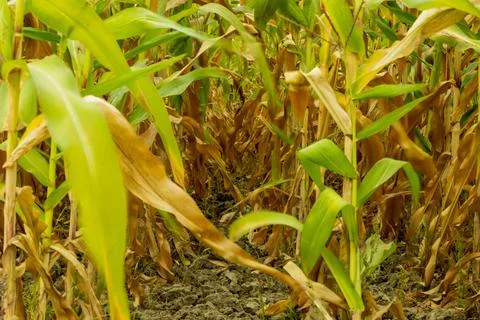 Maize tree row At harvest, maize or corn tree row after harvest corn Stock Photos
