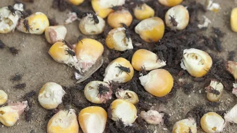 The maize weevil, pest of corn grain crops, Sitophilus zeamais Stock Footage 162340889