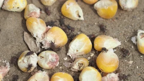 The maize weevil, pest of corn grain crops Stock Footage 170820838