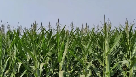Maize zea mays corn grain crop agriculture plant farming field Stock Footage 308660001