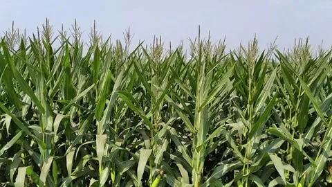 Maize zea mays corn grains crops plants agriculture farming field Stock Footage 308659998