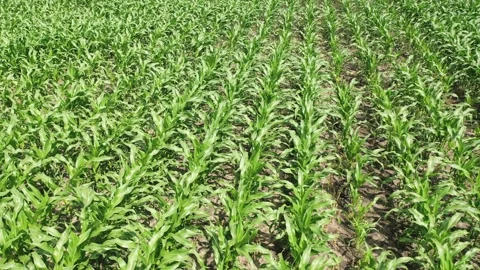 Maize_Field Stock Footage 141795253