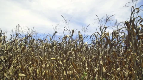 Maize/Corn dead Stock Footage 228676646