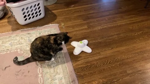 Maizey and toy Stock-Footage 171335740