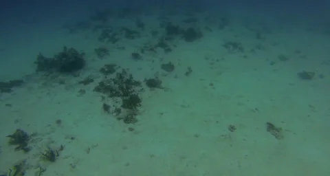 A majastic stingray at play Stock Footage 42856935