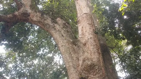 The Majestic Ancient Tree Stock Footage 332038176