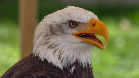 Majestic bald eagle close up portrait Stock Footage 345482648