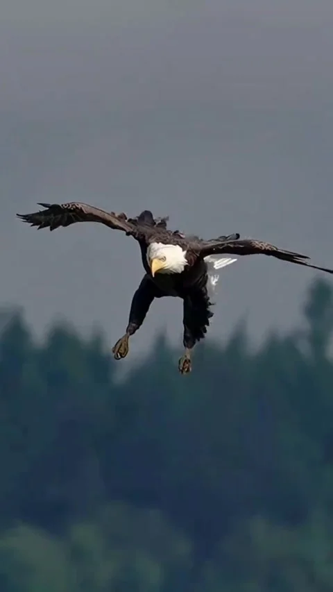 Majestic Bald Eagle Diving in Mid-Air Stock Footage 344922066