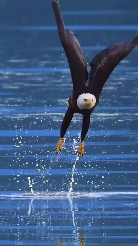 Majestic Bald Eagle in Flight over Clear Water Stockbeeldmateriaal 327797402